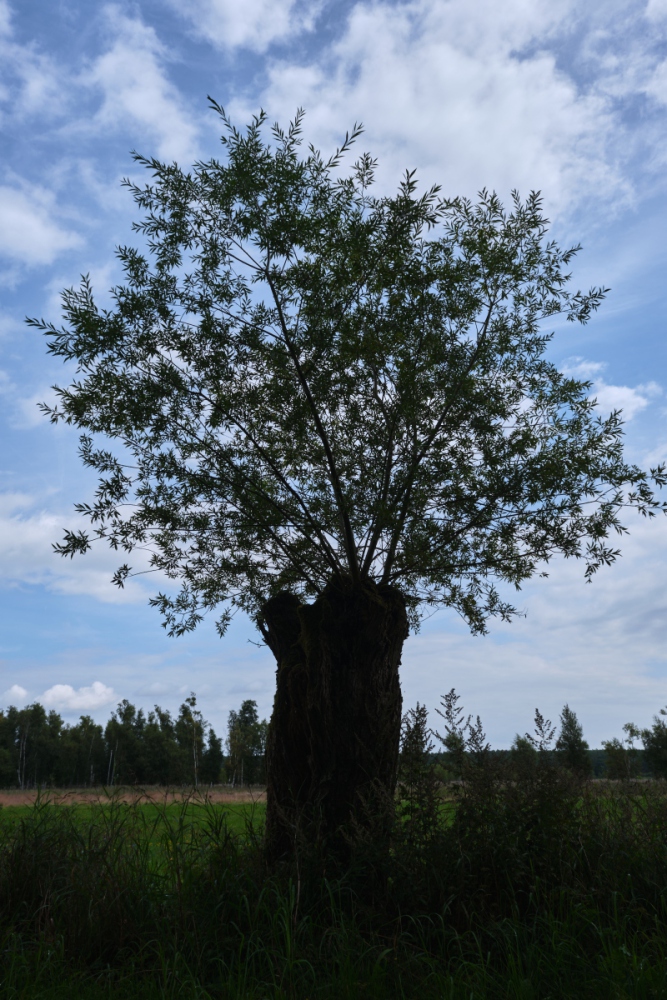 DSCF2438