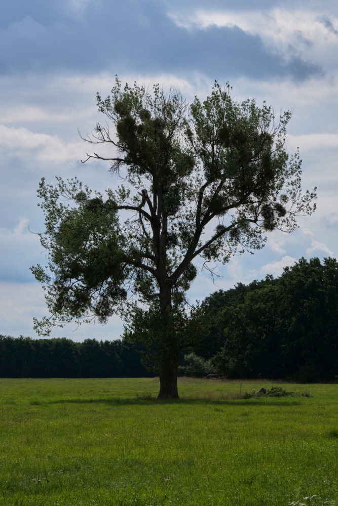 DSCF2456